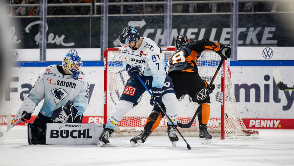 News: Grizzlys fordern den Vizemeister